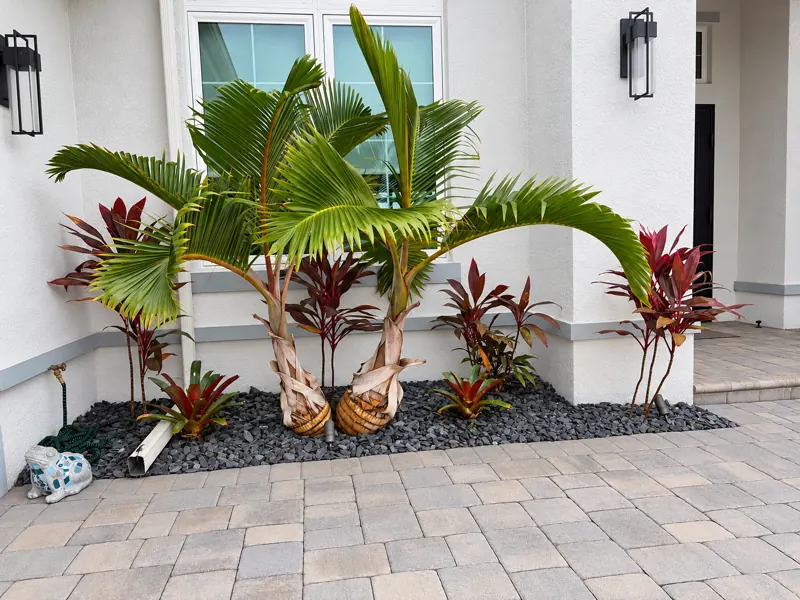 Entry bottle palms and ti plants: bottle palms, red ti plants, and black rock